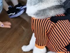 -Husky Go! 哈士奇体验馆·宠物咖啡厅狗咖