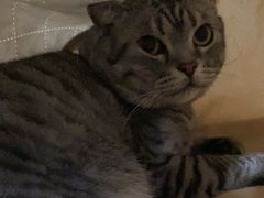 -小叮当动物医院·骨科·眼科