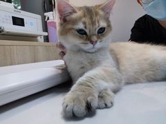 -猫大福·Fortune Cat猫舍(百子湾店)