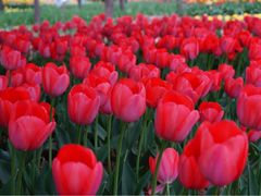 iphone_upload_pic-洛阳郁金香牡丹园