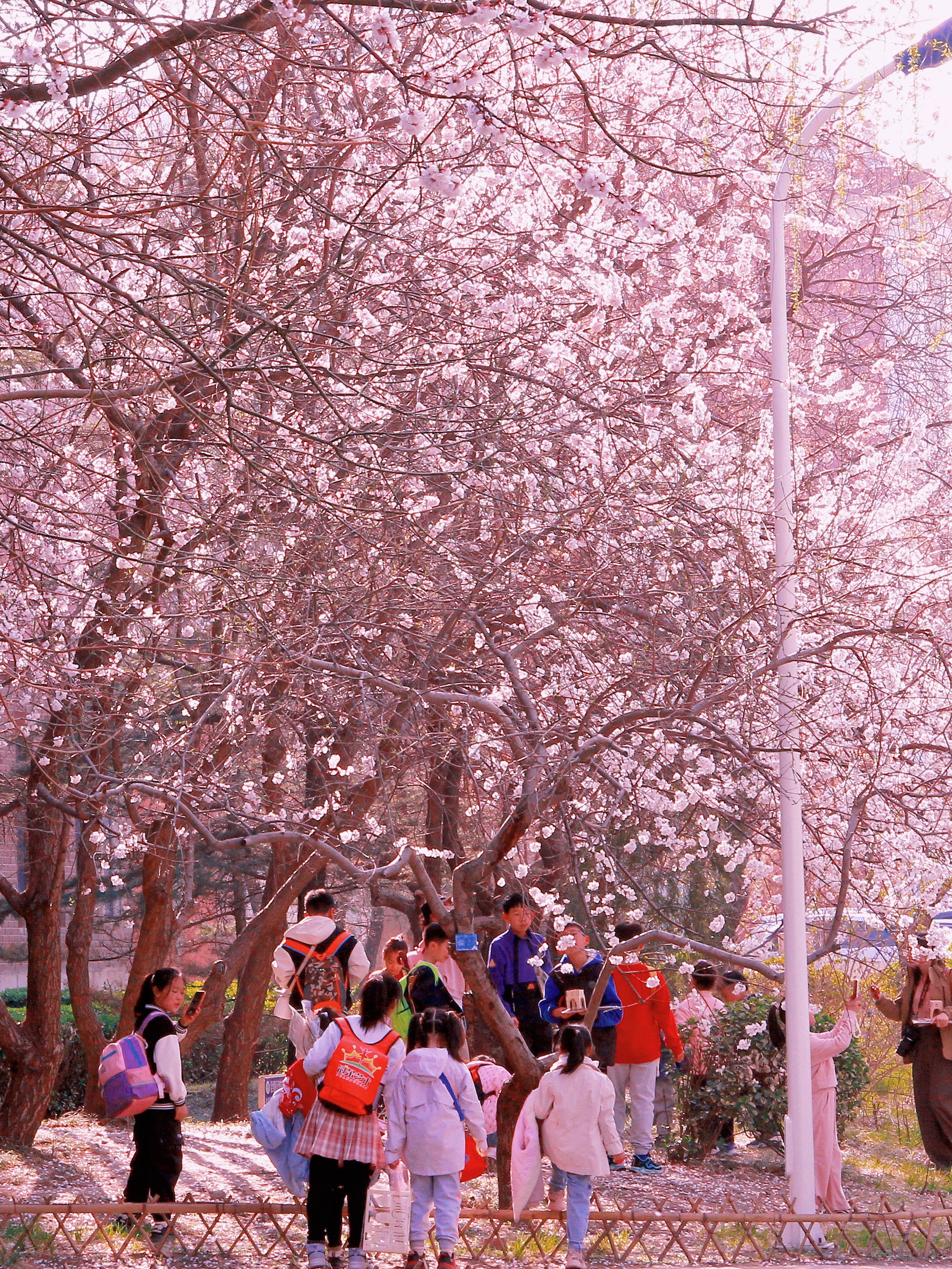 天津大学海棠花美翻了!快预4月4日开放啦!