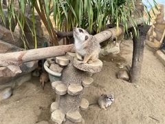 -海合安成都极地海洋公园