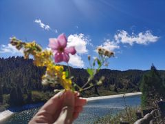 -武陵山森林公园