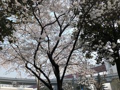 -上海南浦大桥长途旅游客运站