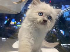 -喵喵咪呀布偶猫咖(春熙路店)