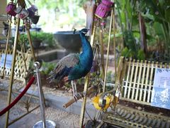 -西双版纳融创皇冠假日度假酒店