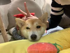 -逗柴咖啡屋·狗咖猫咖宠物桌游