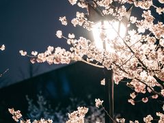 -鸡鸣寺