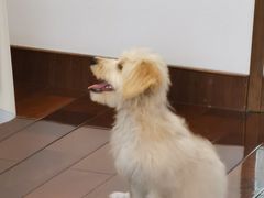 -宠爱国际维尼动物医院·疑难骨科·神经外科·肿瘤科(丰潭路店)