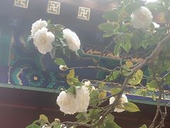 -青岛崂山太清宫