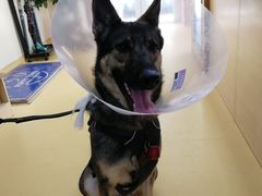 -芭比堂动物医院·犬猫全科·异宠专科(雁塔分院)