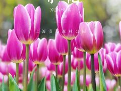 -上海滨江森林公园