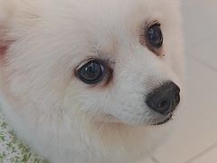 -怪兽屋·羊驼·猫咖·狗咖(俊华广场店)