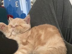 -纳吉亚猫专科动物医院·北北分院