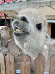 -萌宠亲子动物乐园(槐房万达店)