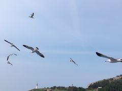 -长岛万鸟岛