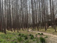 -渡海小渔村.老辈日照菜