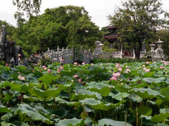 荷塘景色-惠州西湖