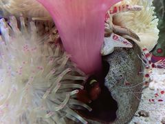 -太平洋海底世界