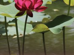 -国家植物园南园