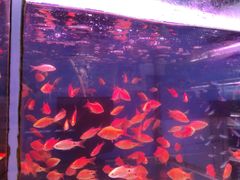 -双季花艺园艺市场(浦东店)