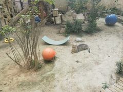 -青藏高原野生动物园