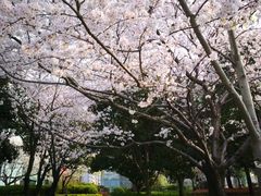 -高东镇樱花园