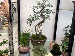 -溪岸路花鸟市场