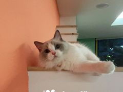 -Bastet sally猫舍购宠(静安店)