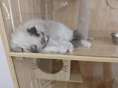 -共舞时光猫咖·狗咖(新街口店)
