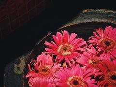 -花马天堂云南餐厅 Lost Heaven(外滩店)
