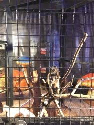 -酷嗒动物文化乐园(cutezoo西溪乐天城店)