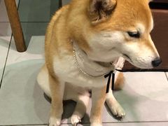 -柴务处·柴犬主题狗咖
