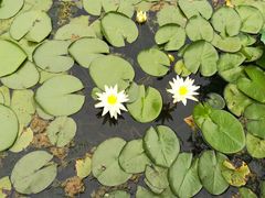 -燕郊植物园