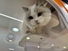 -三花喵·撸猫购宠·宠物生活馆(虹桥南丰城店)