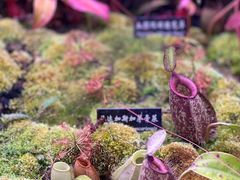 -中国科学院西双版纳热带植物园