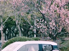 -静安公园(静安寺街道)