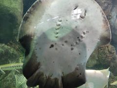 -苏州海洋馆