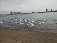 -烟墩角天鹅湖