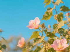 -西安市长乐公园