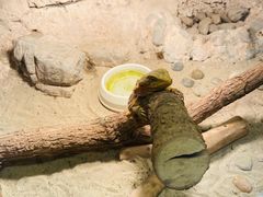 -上海大自然野生昆虫馆(东方明珠·爬宠昆虫探索中心)