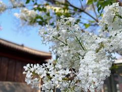 -北京鲁迅博物馆(北京新文化运动纪念馆鲁博馆区)