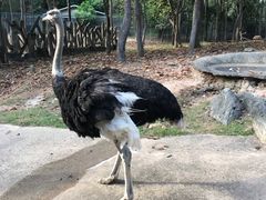 -清迈夜间动物园