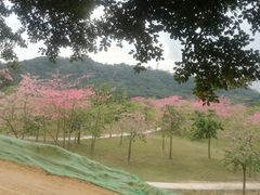 -风云岭森林公园
