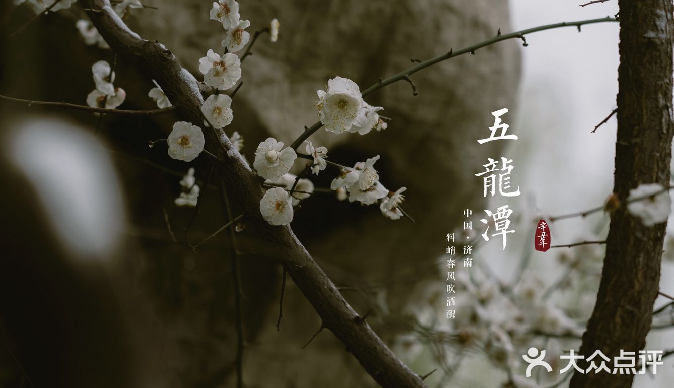 济南三月赏花指南丨五龙潭