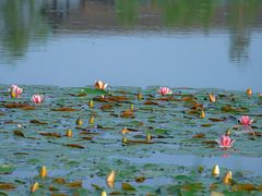 -白鹭湾湿地公园