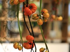 -自由生长植物工作室(深港花卉中心店)