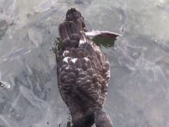 -五缘湾湿地公园