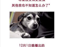 -成都爱之家动物救助中心