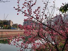 -望江楼公园